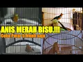Download Lagu SUARA ANIS MERAH NGECIP NRATAK NGECIS 100% SUKSES BIKIN ANIS BISU JADI GACOR