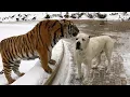 Download Lagu 💖 30 Minutes of ADORABLE Wild Animals 🐻 | Funny Pet Videos