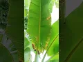 Download Lagu Pisang putiek