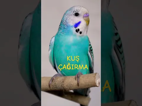 Kuş Çağırma sesi, Mutlu Etme Sesi #budgies #birds  #birdsounds