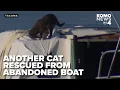Another cat rescued from abandoned boat 60 cats under care of Tacoma Humane Society