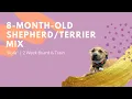 Shepherd Terrier Mix Kora Small Dog Training Bay Area Dog Trainers
