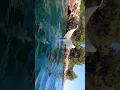 Download Lagu Diving like a dolphin #mermaid #mermaidlove #mermaidtail