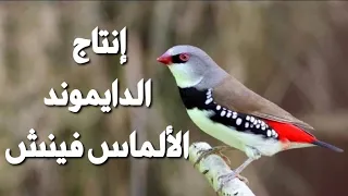 تزواج وإنتاج الدايموند أو الألماس فينش 