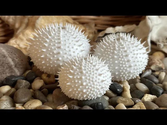 Sea Urchin Shells (Spiky) video thumbnail