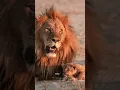 Download Lagu Love is the Strongest Roar‼️🦁 #lion