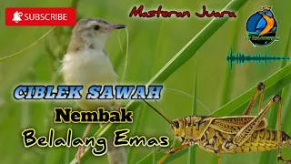 ciblek sawah isian belalang emas cocok untuk masteran ciwah bahan ciwah gacor