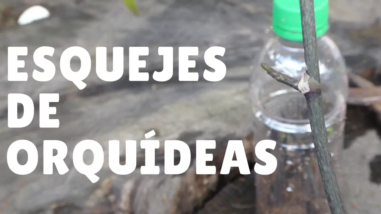 ESQUEJES DE VARAS FLORALES DE ORQUÍDEAS ORQUIPLANET