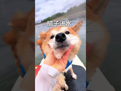 30°C玩水 切记注意安全！ 1.一定要穿好救生衣！！ 2.游泳前2小时不喂正餐 防止剧烈运动导致胃扭转 3.控制时间在10-20分 防止体力透支 4.不可用玩具持续逗引 防止喝水过度