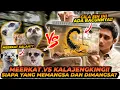 Download Lagu MEERKAT VS SCORPION ! APAKAH BENAR MEERKAT KEBAL BISANYA KALAJENGKING ?! INI PEMBUKTIANNYA !