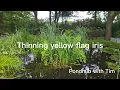 Thinning yellow flag iris