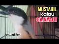 Download Lagu Suara Cendet Gacor TOET TOET biangnya bikin cendet jenis apapun langsung nyaut emosi ikutan bunyi