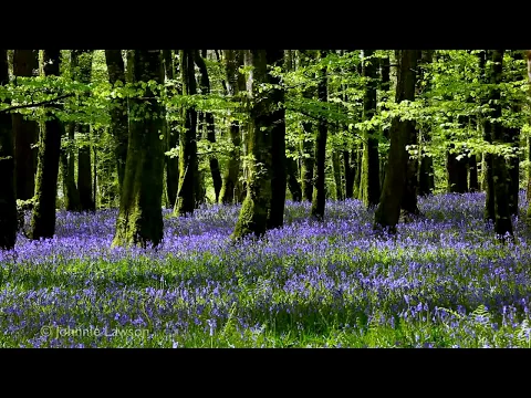 Download MP3 Forest Birdsong Nature Sounds-Relaxing Bird Sounds for Sleeping-Calming Birds Chirping Ambience