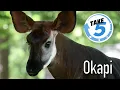 5 Weird Wild Wonderful Facts About Okapi