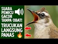 Lagu Pancingan trucukan gacor ngalas tarung ropel paling bagus untuk pancingan trucukan agar bunyi nyaut