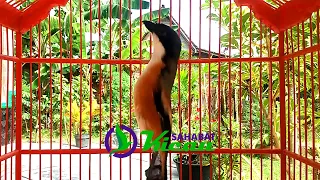 ocehan burung cendet juara cocok buat masteran