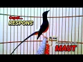 Download Lagu Pancingan murai FIGHTER untuk semua jenis murai batu langsung NYAUT || Pancingan murai batu gacor