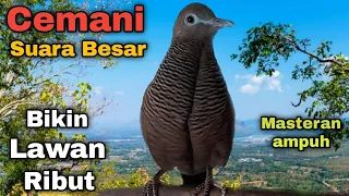 perkutut cemani gacor suara besar sekali putar 100 bikin ribut
