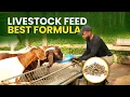 Download Lagu CARA MEMBUAT PAKAN TERBAIK UNTUK KAMBING ANDA SEBAGAI PETANI DI AFRIKA | Formula Pakan Kambing
