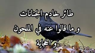 طائر خادم الجنانات و اش قالو عليه 