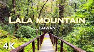 4K National Forest Recreation Area red cypress and Japanese cedar forest LaLa Shan in Taiwan