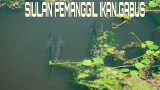 Download Siul ikan gabus volume besar, suara pemanggil ikan gabus MP3