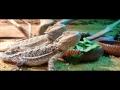 Bearded Dragons Love Their Collard Greens