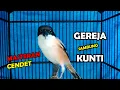 Download Lagu Masteran Cendet Gereja sambung Kuntilanak