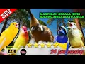 Download Lagu SPESIAL LEDAKAN MASTERAN BURUNG JUARA || BIKIN LAWAN CIUT NYALI TERBAIK 2025