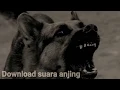 Download Lagu Gratis Efek Suara Anjing |Durasi pendek