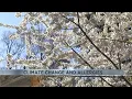 Hotter temperatures changing Arizona s allergy seasons making them worse