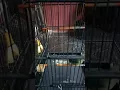 Download Lagu cungkok rasa cililin... durasi panjang