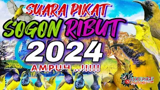 Download mp3 suara pikat sogon ribut/ kolibri sogon terbaru terbukti ampuh atasi sogon yang susah turun MP3