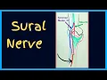 Sural Nerve Anatomy course and branches of the sural nerve