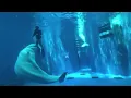 Download Lagu Het moment waarop een witte walvis duikers bijt voor de ogen van toeristen in het aquarium