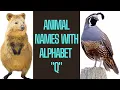 Learn Animals Name in English Animals Starting with Q Kids education Animals for kids