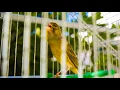 Download Lagu This is 90 points of Canary 's most powerful song for training