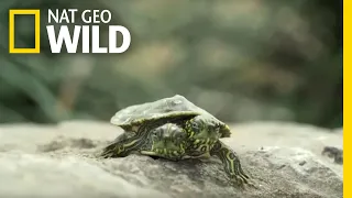 What Causes Animals To Be Born With Two Heads Nat Geo Wild