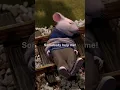 Lagu One of our all-time favorites 🥲 🎥: Stuart Little (1999)