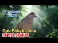 Download Lagu KUTUT GACOR 24 JAM? Ternyata Cuma Butuh Rekaman Ampuh Suara Ini!