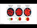 Prelab 6 2 - Diffusion and osmosis experiments
