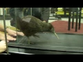 Download Lagu Kiwi on a Treadmill