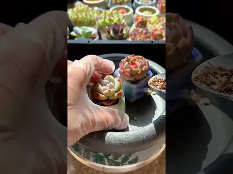 The Easy Way to Repot Succulents Without Damaging Them