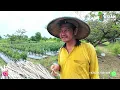 Download Lagu ILLNESS DOES NOT PREVENT PAK SUDRAJAT FROM FARMING AND MANAGING KALIMANTAN TRANSMIGRATION AGRICUL...