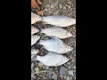 Download Lagu Menjaring ikan di sungai sausu, dapat banyak ikan tawes