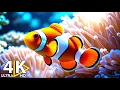 Download Lagu Aquarium 4K (ULTRA HD) - Beautiful Coral Reef Fish - Relaxing Music for Deep Sleep