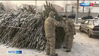 В Омске сегодня заработали ёлочные базары