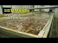 Lagu BUDIDAYA IKAN NILA TANPA GANTI AIR | SISTEM RAMAH LINGKUNGAN YANG TETAP PANEN MELIMPAH