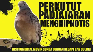 Download Instrumental Musik Sunda dengan Kecapi dan Suling Dipadukan Suara perkutut lokal MP3