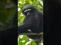 Download Lagu Nokrek Biosphere Reserve|Biosphere Reserves #shorts #edutropism #wildlife #biodiversitysite
